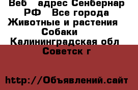 Веб – адрес Сенбернар.РФ - Все города Животные и растения » Собаки   . Калининградская обл.,Советск г.